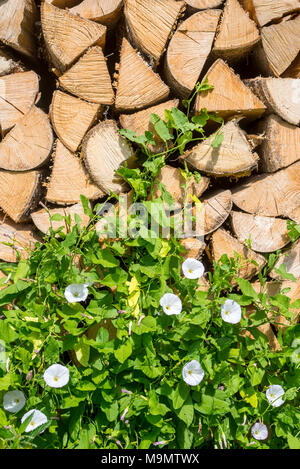 Maggiore centinodia (Calystegia sepium), bianca fioritura su woodpile, Stiria, Austria Foto Stock