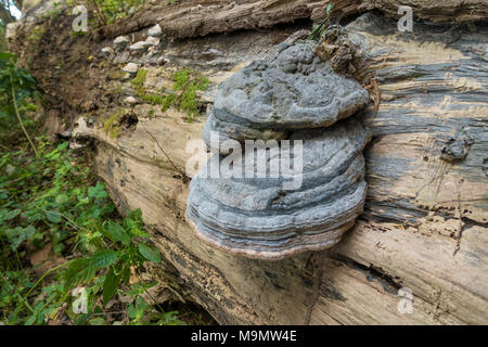 Decaduta a tronco di albero con Tinder Fungo (Fomes fomentarius), Petronell-Carnuntum, Austria Inferiore, Austria Foto Stock