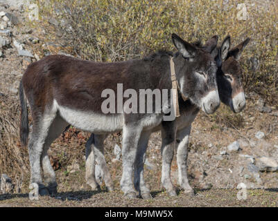 Due asino (Equus asinus asinus), Valle Maira, Piemonte, Italia Foto Stock