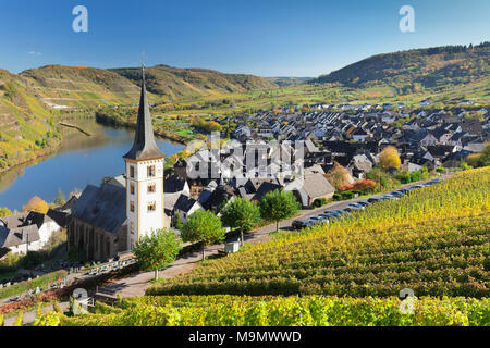 Moselle e vigneti in autunno, Bremm, Moselle, Renania-Palatinato, Germania Foto Stock