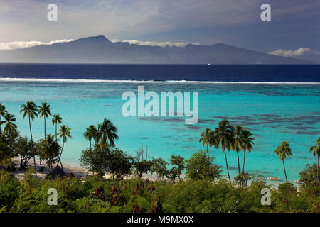 Palme sulla spiaggia, la laguna e l'isola di Tahiti Nui, Moorea, isole della Società, isole Windward, Polinesia Francese Foto Stock