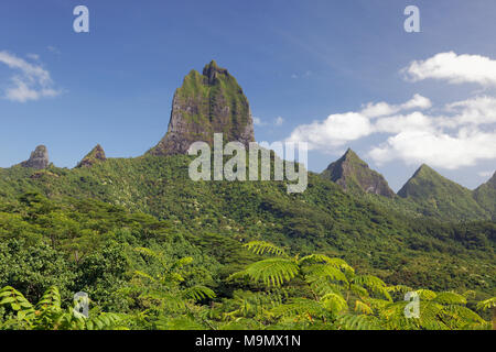 Vista dal Belvedere vantage point, green mountain range con vegetazione verde e il punto più alto del monte Tohiea, 1207 m, Moorea Foto Stock