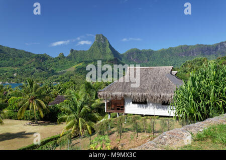 Casa residenziale con tradizionale tetto in paglia, vicino alla baia Opunohu nella parte anteriore del green mountain range, Moorea, isole della società Foto Stock