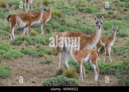 Gregge di guanaco (Lama guanicoe) con animali giovani, Valle Chacabuco, Región de Aysén, Cile Foto Stock