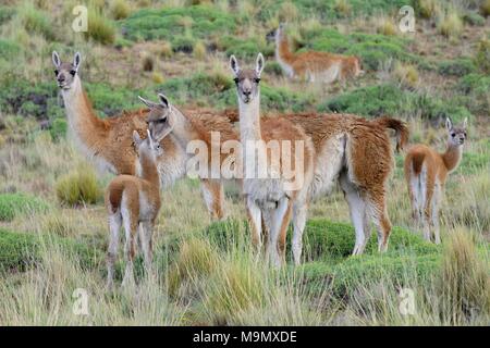 Gregge di guanaco (Lama guanicoe) con animali giovani, Valle Chacabuco, Región de Aysén, Cile Foto Stock