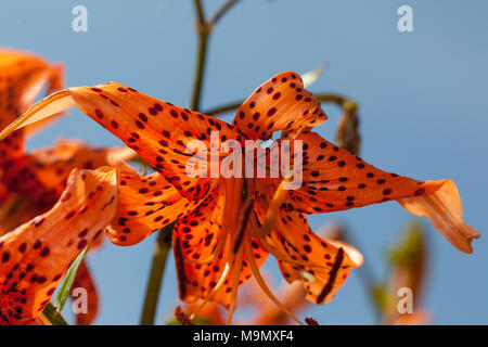 Tiger Lily, Tigerlilja (Lilium lancifolium) Foto Stock