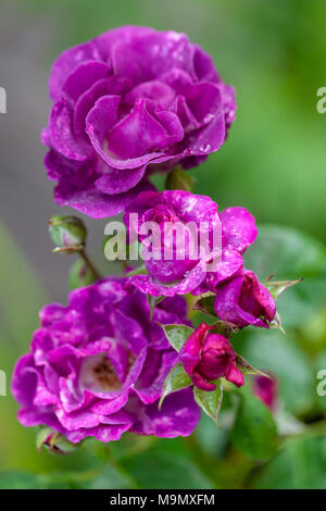 "Rapsodia in Blu" Frantasia Floribunda Rose, Floribundaros (rosa) Foto Stock