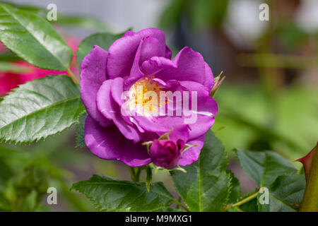 "Rapsodia in Blu" Frantasia Floribunda Rose, Floribundaros (rosa) Foto Stock