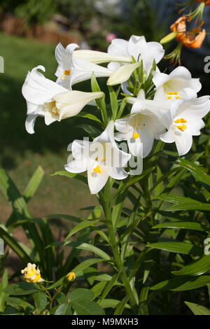Tromba Lily, Kungslilja (Lilium regale) Foto Stock