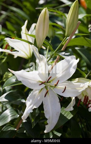 "Iberia" ibrido orientali, Orientlilja (Lilium ibrido). Foto Stock