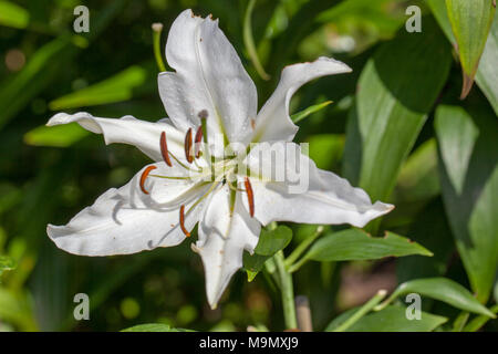 "Iberia" ibrido orientali, Orientlilja (Lilium ibrido). Foto Stock