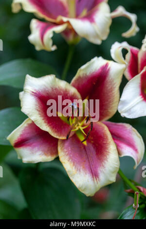 'Giardino piacere' Oriental ibrido, Orientlilja (Lilium ibrido). Foto Stock