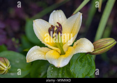 'Time out' Oriental ibrido, Orientlilja (Lilium ibrido). Foto Stock