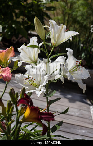 'Rialto' Oriental ibrido, Orientlilja (Lilium ibrido). Foto Stock