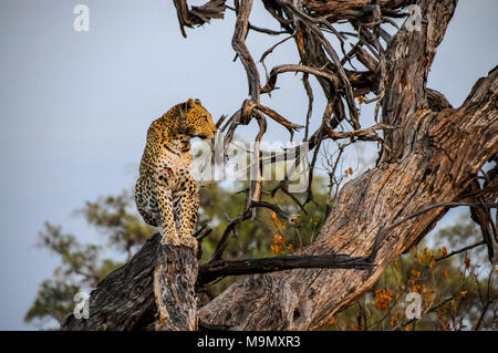 Giovani leopard in posa su di un ramo di Chobe N.P. in Botswana Foto Stock