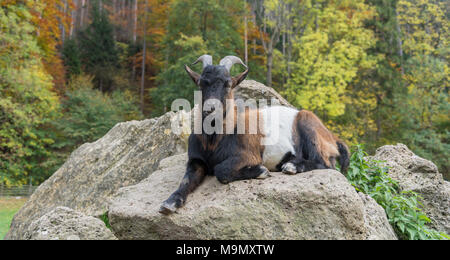 (Capra aegagrus hircus) appoggiato sulle rocce, Sierningtal natura park Park, comune di Ternitz, Austria Inferiore, Austria Foto Stock