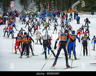 I fondisti alla Engadin Skimarathon in Stazer Wald, cinquantesimo Engadin Skimarathon, San Moritz, Svizzera Foto Stock