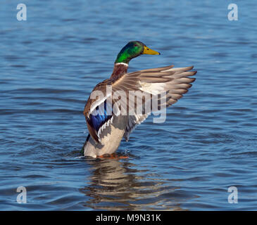 Il Germano Reale maschio o drake ano platyrhynchos sbattere le ali Foto Stock