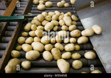 Fresco, pulito e ordinato di patate su un nastro trasportatore. Agricoltura automatizzata, tecnologia, prevenzione della siccità, industria, produzione di cibo e l'agricoltura co Foto Stock