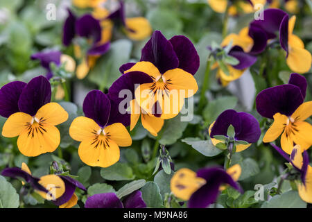 Primo piano di Viola Orange Purple Wing fiorito in un giardino primaverile nel Regno Unito Foto Stock