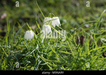 Primo piano di Fritillaria Meleagris Alba / serpenti testa Fritillario fioritura in un prato inglese in primavera, Inghilterra, Regno Unito Foto Stock