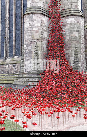 Rosso papavero ceramica cadere dalla finestra di pianto di Hereford cattedrale transetto nord Foto Stock