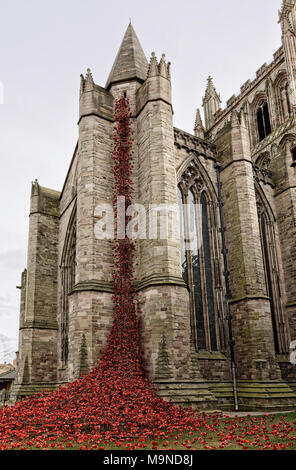 Rosso papavero ceramica cadere dalla finestra di pianto di Hereford cattedrale transetto nord Foto Stock