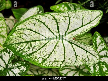 Dettaglio di un bianco e verde foglia caladium Foto Stock