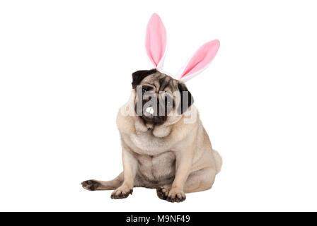 Dolce carino pug cucciolo di cane seduto con il coniglietto di pasqua le orecchie e denti, isolati su sfondo bianco Foto Stock