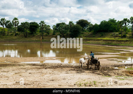 Un uomo birmano usando un bue guidato carrello con due tori di bianco per la raccolta di acqua in un barile da un serbatoio vicino lago di Bagan, birmania, myanmar, SE Asia Foto Stock