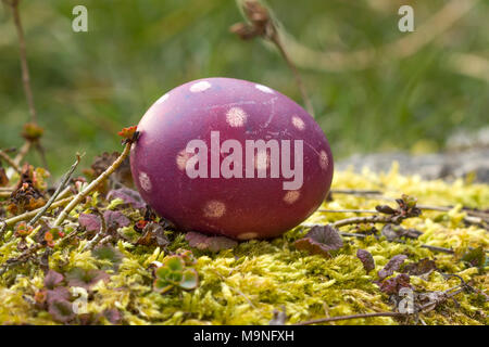Nido di colore naturale uova di Pasqua nel giardino Foto Stock