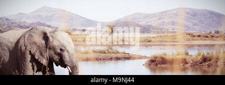 Immagine composita della vista laterale di un elefante nella savana Foto Stock