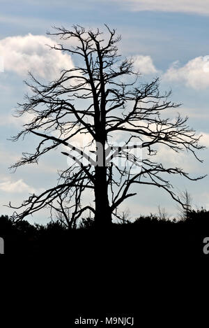 Gli alberi morti in piedi contro il cielo nuvoloso circondato dalla brughiera del National Trust FRensham Laghetto in Surrey Hills AONB, Inghilterra. Foto Stock