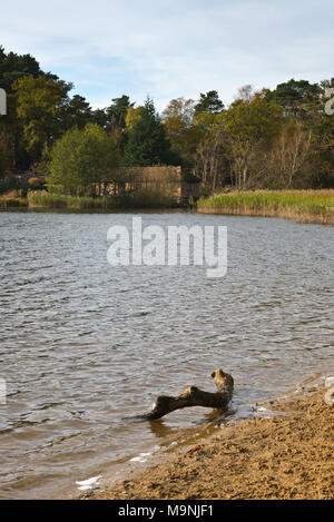 Vista attraverso i prati ed alberi onone lato del National Trust Frensham laghetto nel Surrey Hills AONB, Inghilterra, Regno Unito. Foto Stock