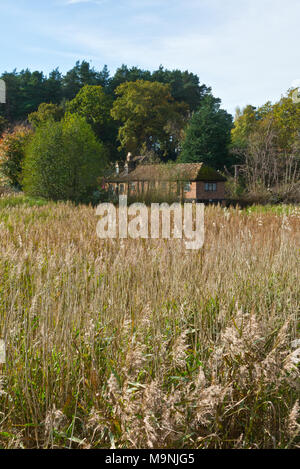 Vista attraverso i prati ed alberi onone lato del National Trust Frensham laghetto nel Surrey Hills AONB, Inghilterra, Regno Unito. Foto Stock