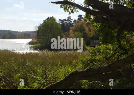 Vista attraverso i prati ed alberi onone lato del National Trust Frensham laghetto nel Surrey Hills AONB, Inghilterra, Regno Unito. Foto Stock