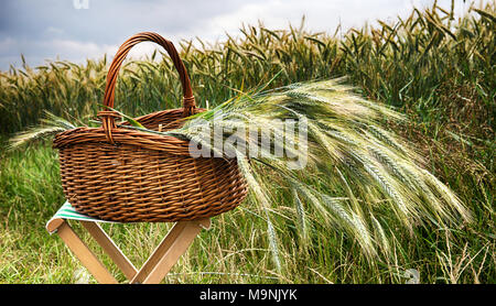 Cestello con grano su uno sgabello davanti a cornfield Foto Stock