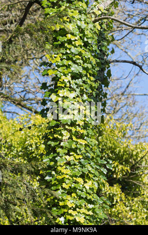 Ivy superriduttore (Hedera) crescente e salendo su un tronco di albero in inverno nel Regno Unito. Foto Stock