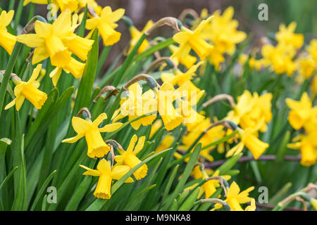 Narcissus "tête-à-tête' (miniatura narcisi) che fiorisce in primavera nel West Sussex, in Inghilterra, Regno Unito. Foto Stock
