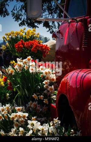 Tulip giorno di consegna Foto Stock