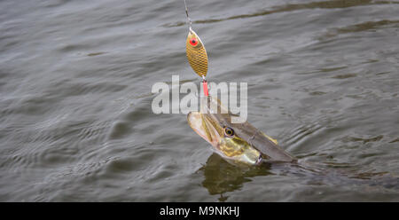 Acqua dolce luccio settentrionale pesce sapere come Esox lucius. Foto Stock