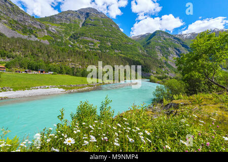 Fiori Selvatici presso la riva del fiume, Norvegia, paesaggio di Jostedalen con montagne e marguerites, Jostedalsbreen Parco Nazionale Foto Stock