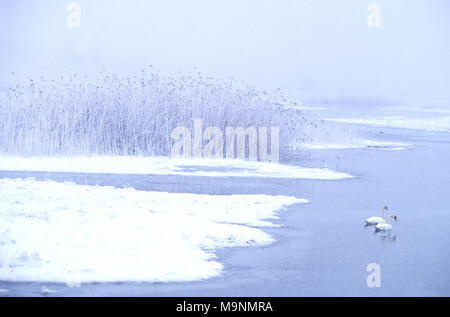 Cigni in una tempesta di neve sul Cape Cod (USA) Foto Stock