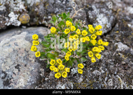 Draba alpine / Alpine whitlow grass (Draba alpina L.) in fiore tra rocce, Svalbard / Spitsbergen, Norvegia Foto Stock