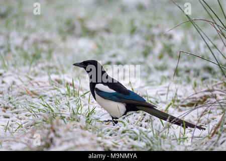 Eurasian gazza / comune gazza (Pica pica) rovistando nella coperta di neve prato in inverno Foto Stock