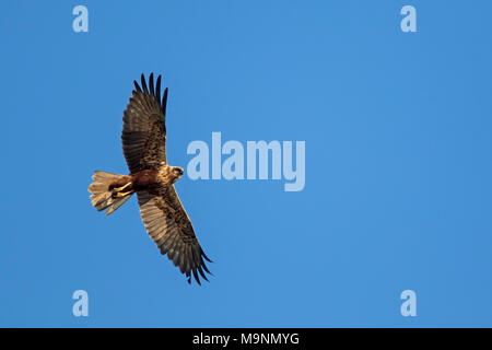 Western Marsh Harrier / Eurasian Marsh Harrier (Circus aeruginosus), femmina in volo contro il cielo blu Foto Stock