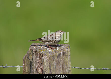 Meadow pipit (Anthus pratensis) arroccato su una vecchia staccionata in legno post lungo i pascoli Foto Stock