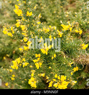 Gorse bush (Ulex Europaeus) fioritura in inverno, Dorset, Regno Unito Foto Stock