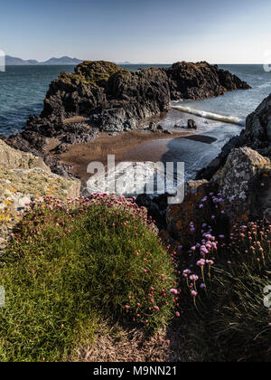 Fiori Selvatici e bay sull isola di Llanddwyn, Anglesey, Galles del Nord, Regno Unito Primavera 2017 Foto Stock