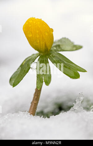 Aconitum invernale (Eranthis hyemalis) in fiore nella neve in inverno, nativo di Francia, Italia e dei Balcani Foto Stock